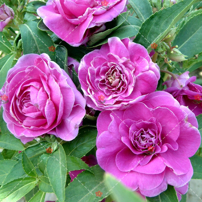 50PCS Camellia impatiens Seeds Purple Double Flowers