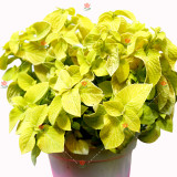 100PCS Coleus Blumei Seeds Yellow Color