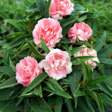 50PCS Camellia impatiens Seeds Pink Double Flowers