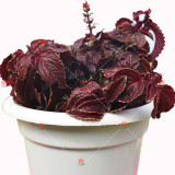 100PCS Coleus Blumei Seeds Red Velvet Color