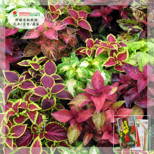 1 Gram (approx 3750 Seeds) Coleus Blumei Mixed Seeds