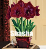 100 Dark Red Amaryllis Seeds