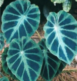 20PCS Alocasia Macrorrhiza Seeds
