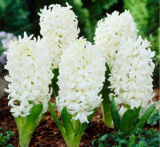 100 Fresh White Amaryllis Seeds