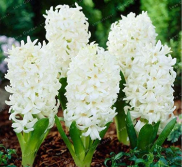 100 Fresh White Amaryllis Seeds