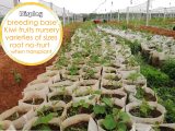 Different Sizes Biodegradable Non-woven Nursery Bags Plant Grow Bags Fabric Seedling Pots Eco-Friendly Aeration Planting Bags