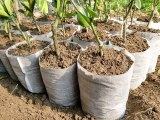 Different Sizes Biodegradable Non-woven Nursery Bags Plant Grow Bags Fabric Seedling Pots Eco-Friendly Aeration Planting Bags