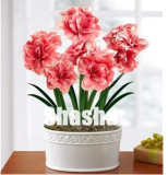 100PCS Rose Red Pink Bi-color Amaryllis Seeds