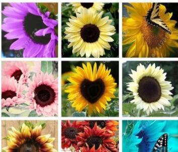 100PCS Mixed Sunflower Seeds