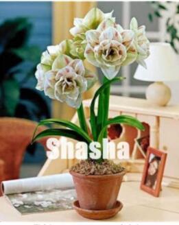 100PCS Amaryllis Seed