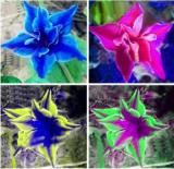 100PCS Platycodon grandiflorus Mixed Seeds