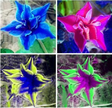 100PCS Platycodon grandiflorus Mixed Seeds