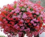 100PCS Ivy Leaf Geranium Mixed Pink & Red Flower Seeds