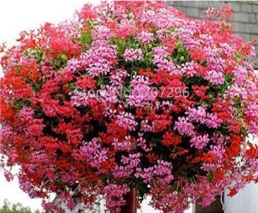100PCS Ivy Leaf Geranium Mixed Pink & Red Flower Seeds