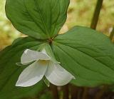 100 White Trillium Wildflower Seeds