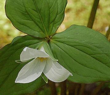 100 White Trillium Wildflower Seeds