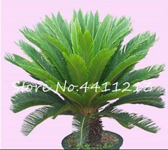 10PCS Cycas Tree Seeds