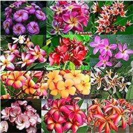 100PCS Plumeria rubra Mixed Seeds
