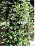 100PCS Rare Climbing Jasmine Flower Seeds