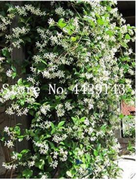 100PCS Rare Climbing Jasmine Flower Seeds