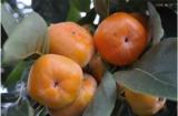 100PCS Asian Persimmon Seeds