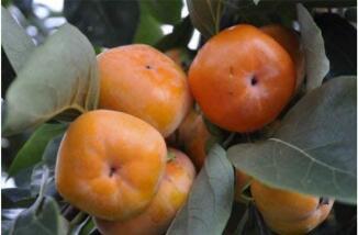 100PCS Asian Persimmon Seeds