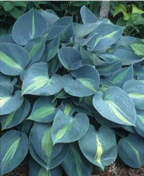 'Touch of Class' Blue/Yellow/Green Mixed Hosta Seeds