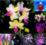 100PCS Mirabilis Jalapa Four o'clock Flower Seeds