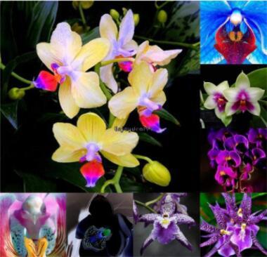100PCS Mirabilis Jalapa Four o'clock Flower Seeds