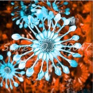 100PCS African Blue Eyed Daisy Flower Osteospermum Seeds