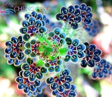 100PCS Succulents Seeds Kalanchoe Thyrsiflora Exotic and Rare Xeriscaping mesembs Succulents Arcis
