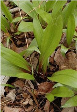 100PCS Wild Leek Seeds (Allium tricoccum) Perennial Vegetables