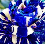 3PCS Adenium obesum Seeds Blue with White Stripes