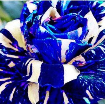 3PCS Adenium obesum Seeds Blue with White Stripes
