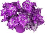 100PCS Colorful Plectranthus Coleus Seeds