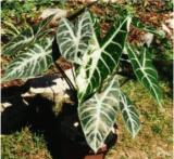 100PCS Alocasia lowii 'Polly amazonica' Indoor Plant Ornamental Plant Seeds