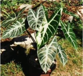 100PCS Alocasia lowii 'Polly amazonica' Indoor Plant Ornamental Plant Seeds