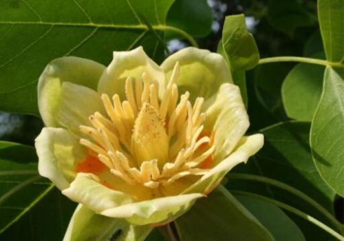 100PCS Liriodendron Tulipifera Seeds