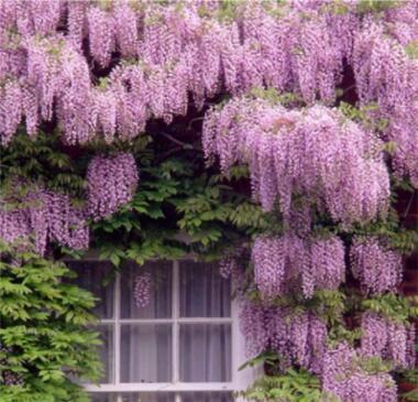 100PCS Rare Wisteria sinensis Climbing Seeds