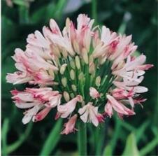 100PCS Agapanthus africanus Seeds 'Fireworks’ African Lily 'Strawberry ice'