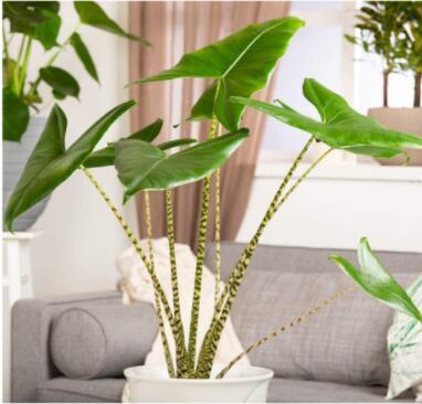 100PCS Alocasia Zebrina Elephants Ear Seeds Bright Green Leaves Spot Stem