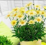 100PCS Leucanthemum superba Banana Cream Shasta Daisy Flower Seeds