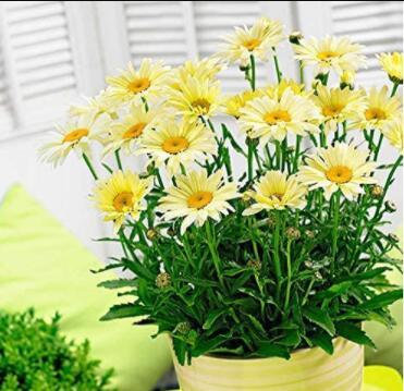 100PCS Leucanthemum superba Banana Cream Shasta Daisy Flower Seeds
