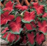 50PCS Japanese Caladium Seeds Dark Red Leaves with Dark Green Edge