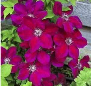 100PCS Clematis Vine Flower Seeds Purplish Red Color