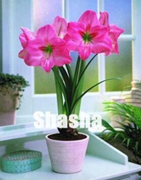 100PCS Amaryllis Seeds