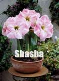 100PCS Amaryllis Seeds