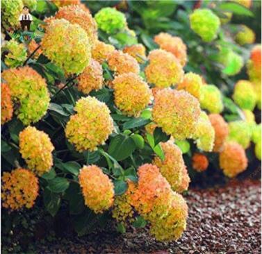 100PCS Rare Hydrangea Seeds Light Orangish Red with Green Colors