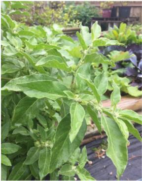 100PCS ashwagandha Seeds