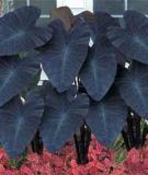 100PCS Giant Elephant Ear Seeds Dark Green Color